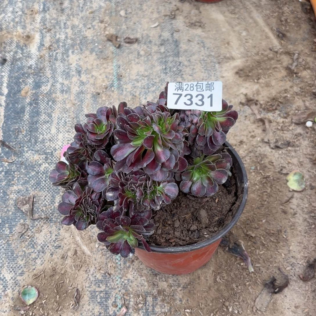 B. 7331花纳最多肉