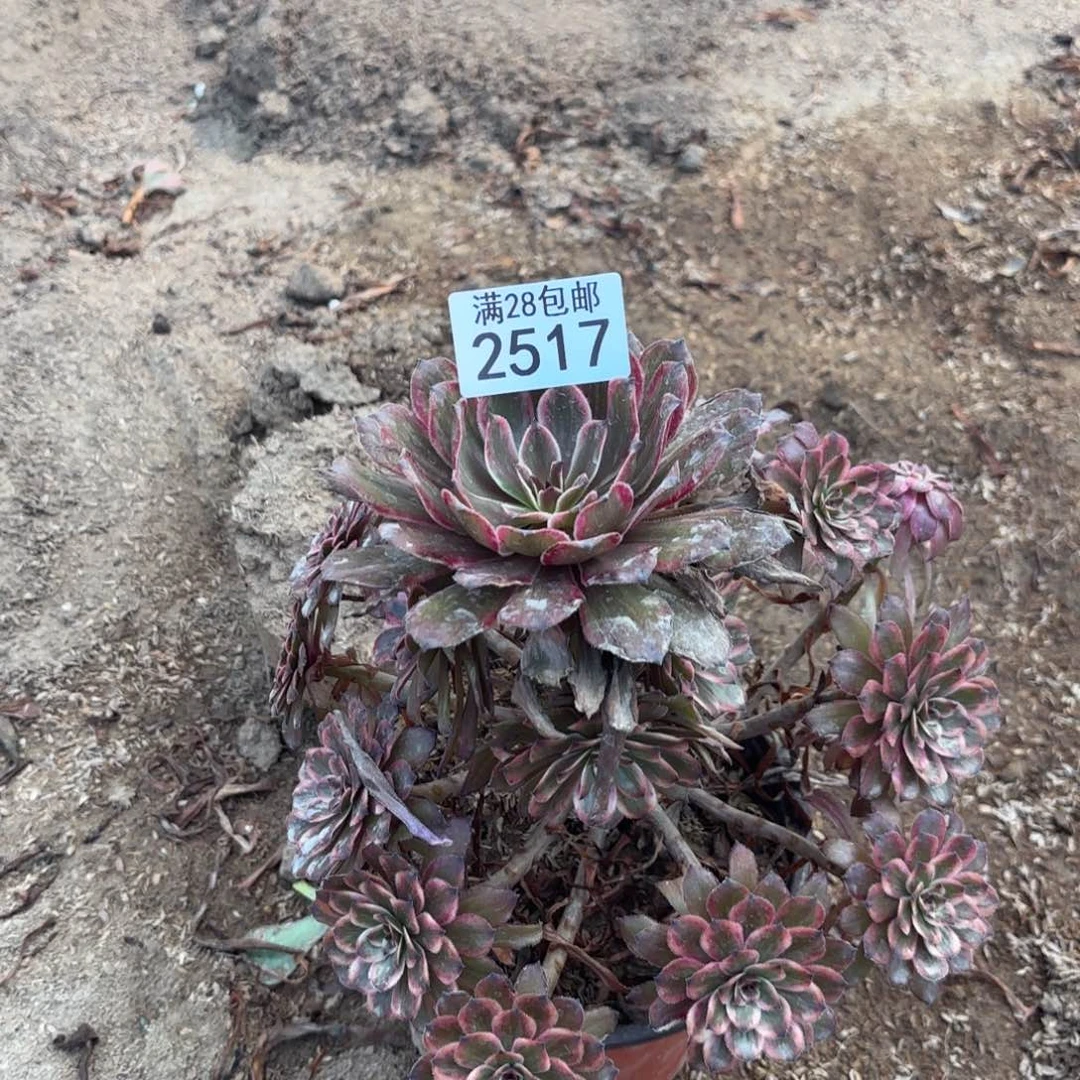 P.  2517紫霞仙子多肉