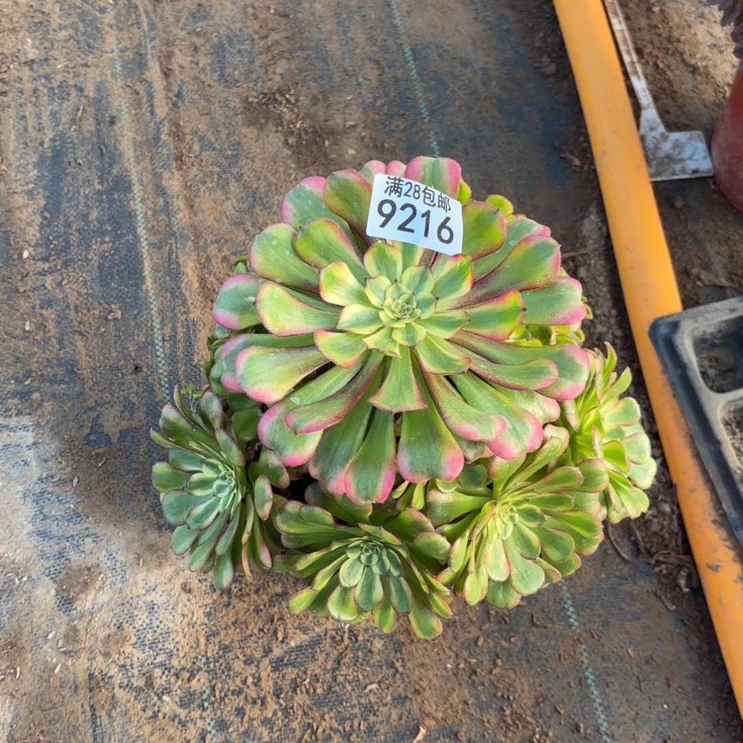 O. 9216 舞天姬多肉