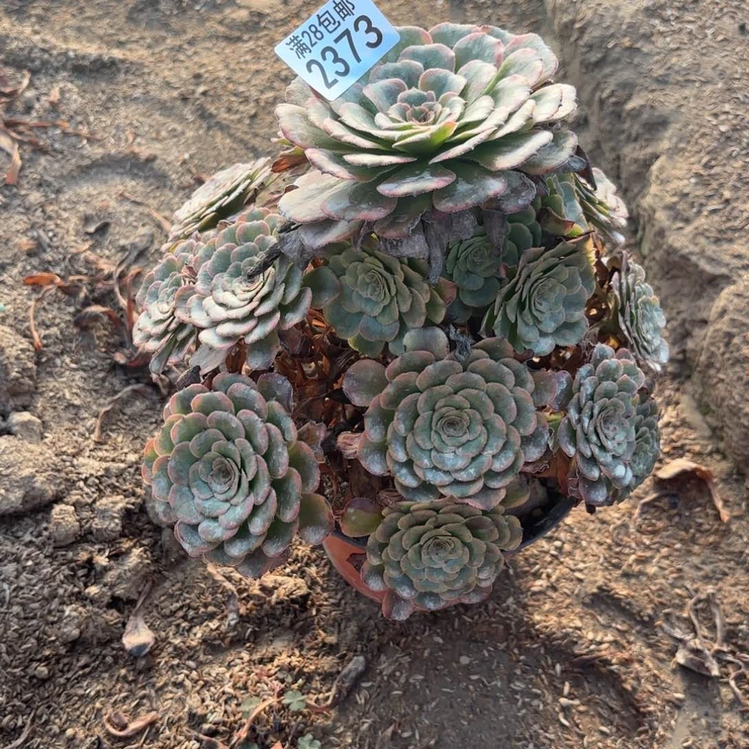 Q.  2373黑金刚多肉