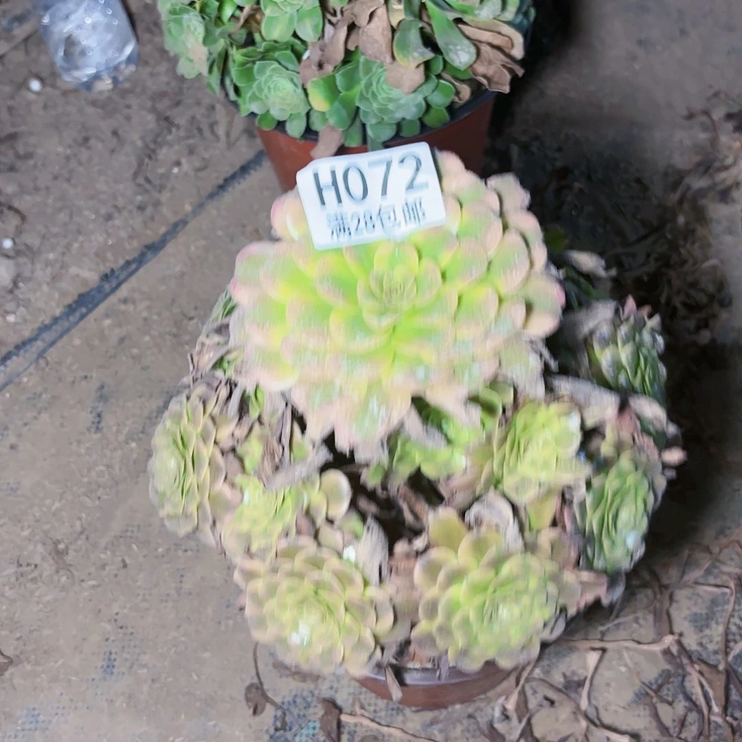 N. 零七二大波浪多肉