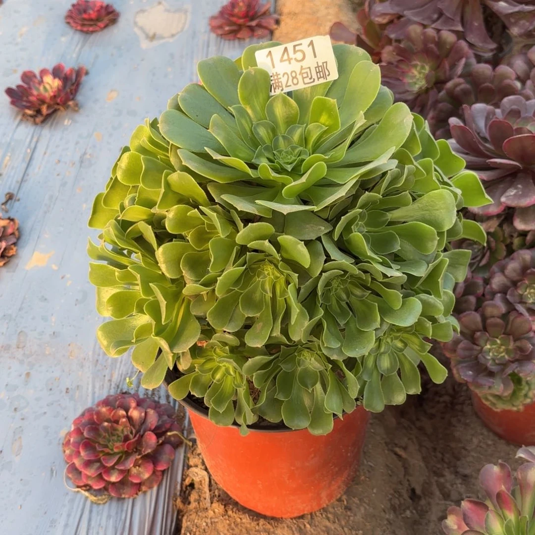 R.  1451翡翠琉璃多肉