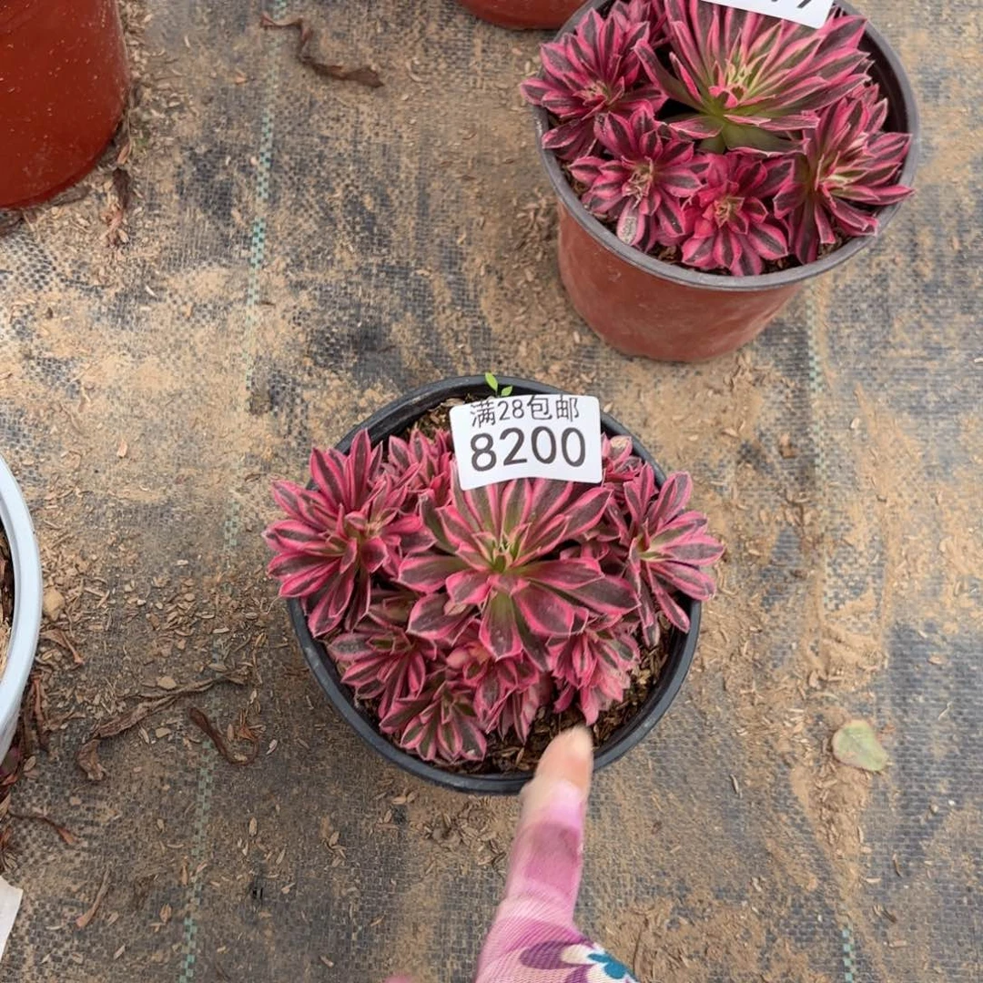 N.   8200凤凰超载多肉