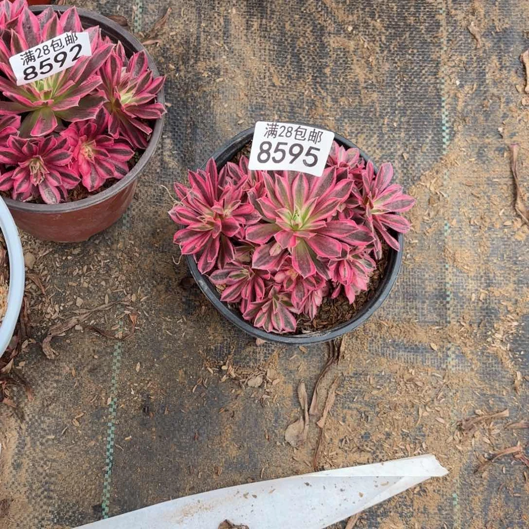 N.  8595凤凰超牌多肉