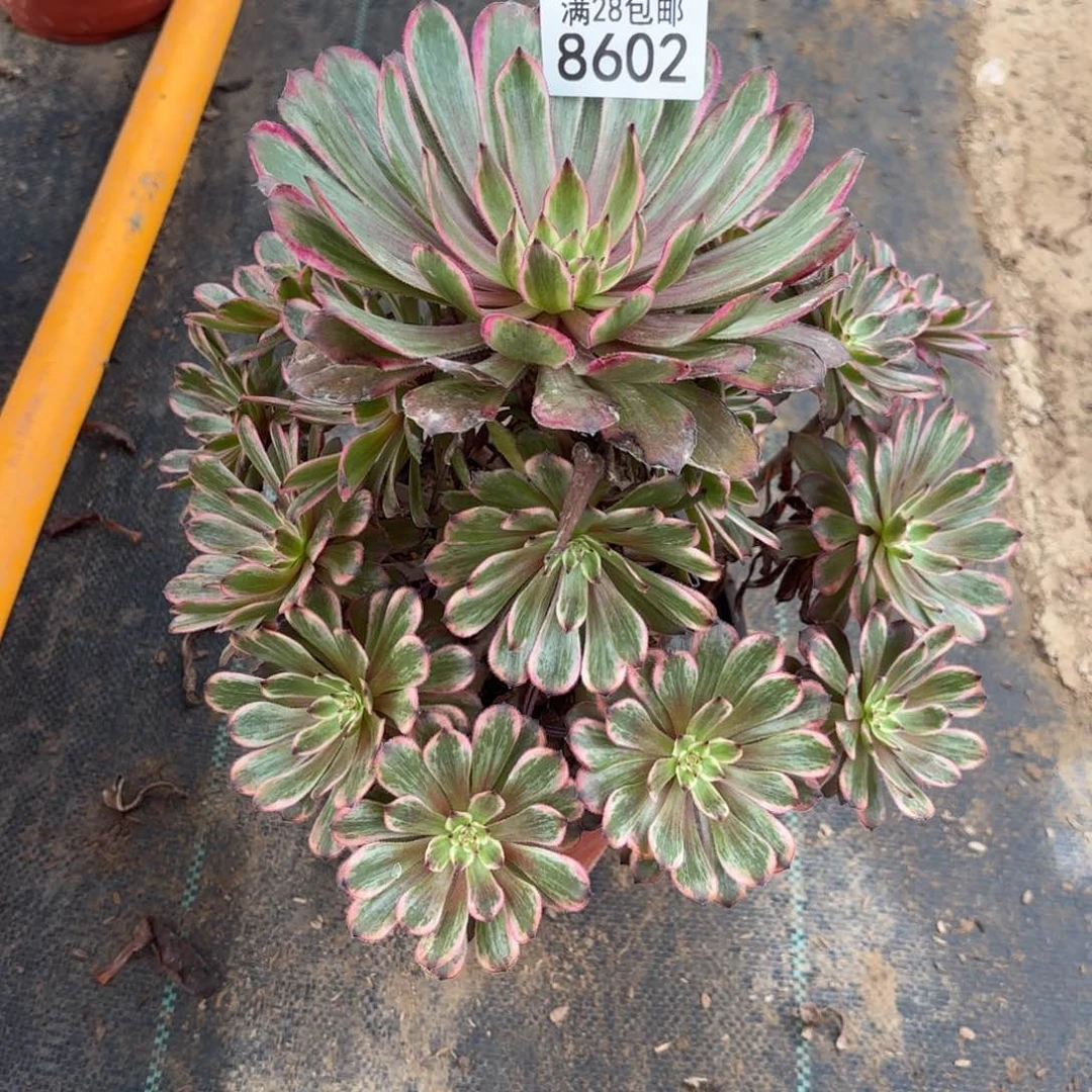 O.  8602紫霞仙子多肉