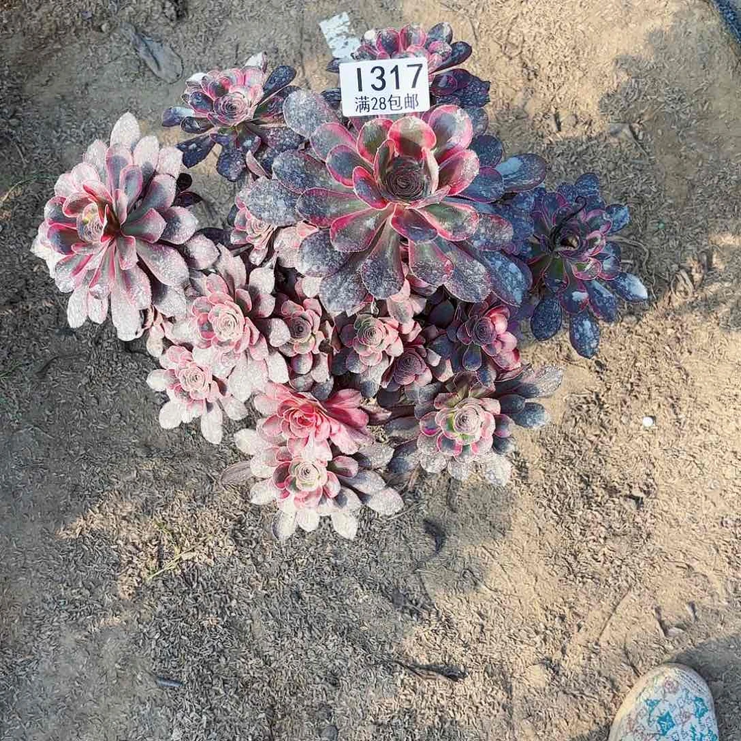 N.    317丽娜多肉