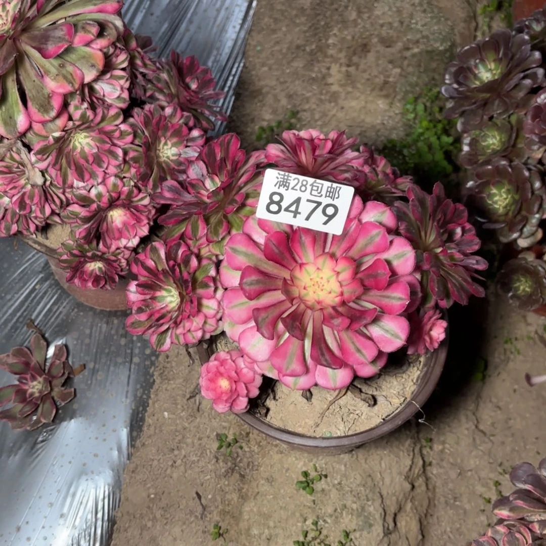 S. 8479红超白处理多肉