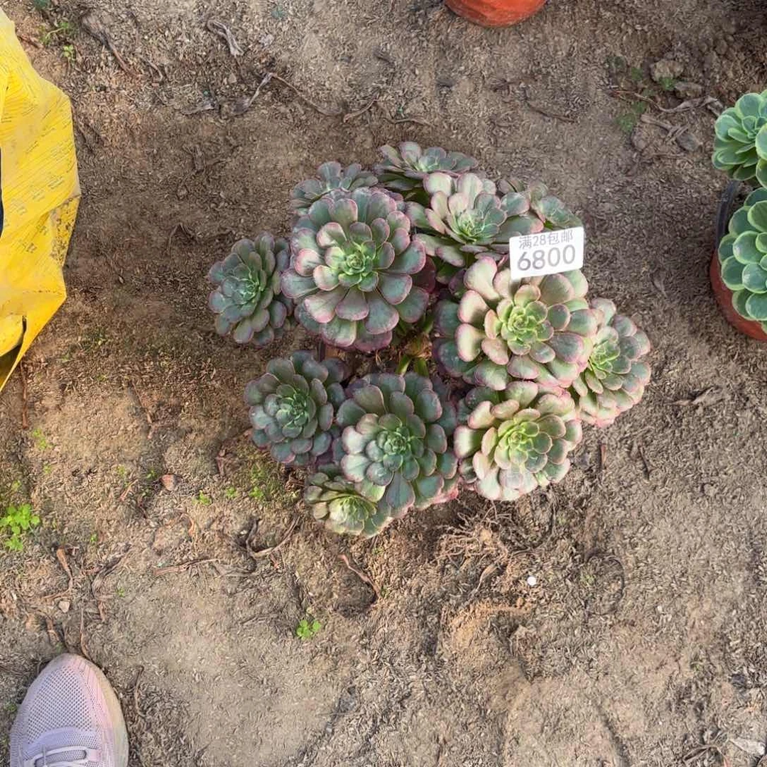 S. 6800黑金刚丛林多肉