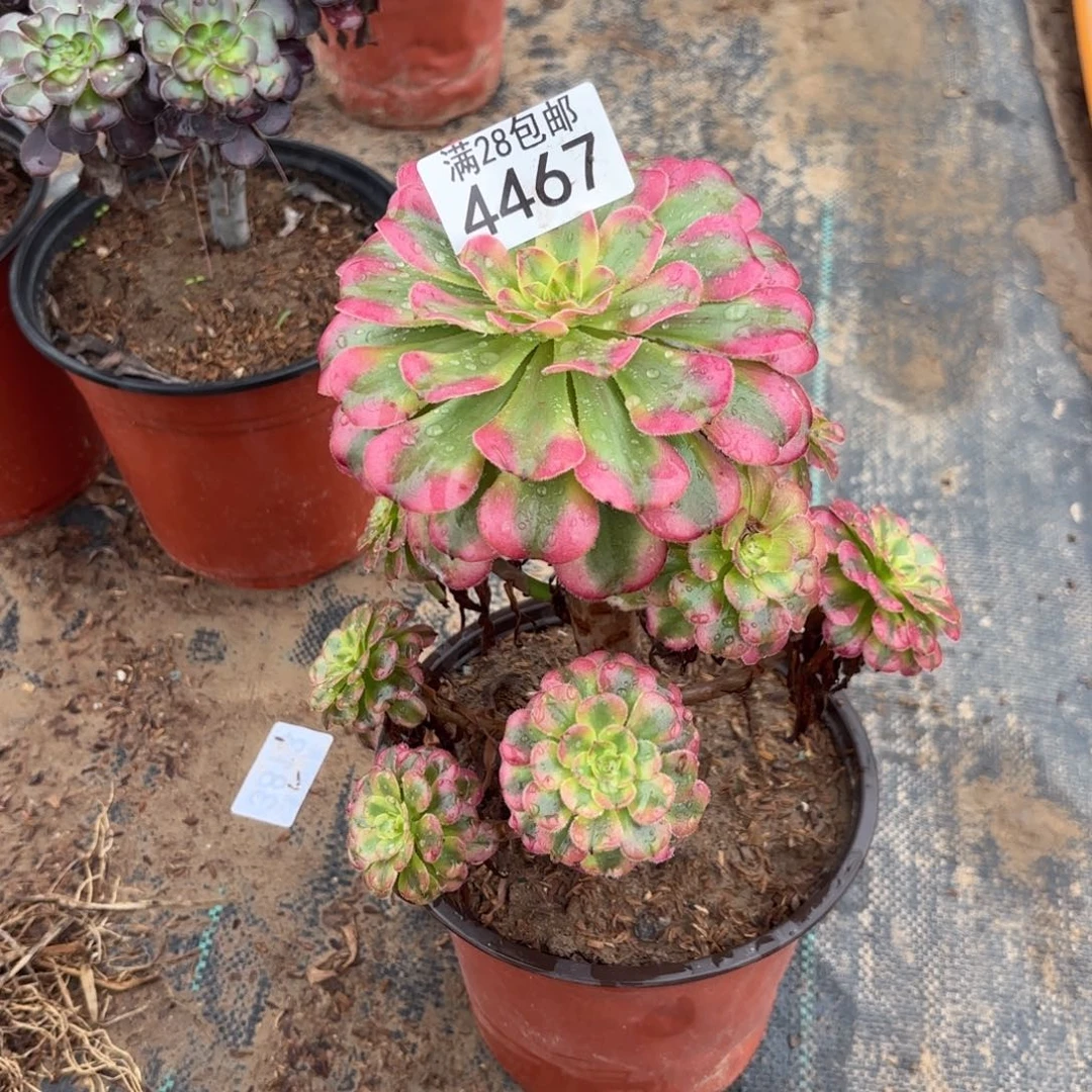 H. 4467大波浪多少？