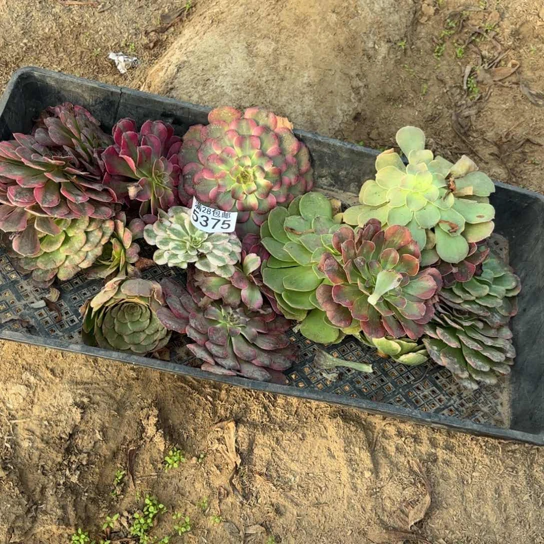 E. 5375砍头苗多肉