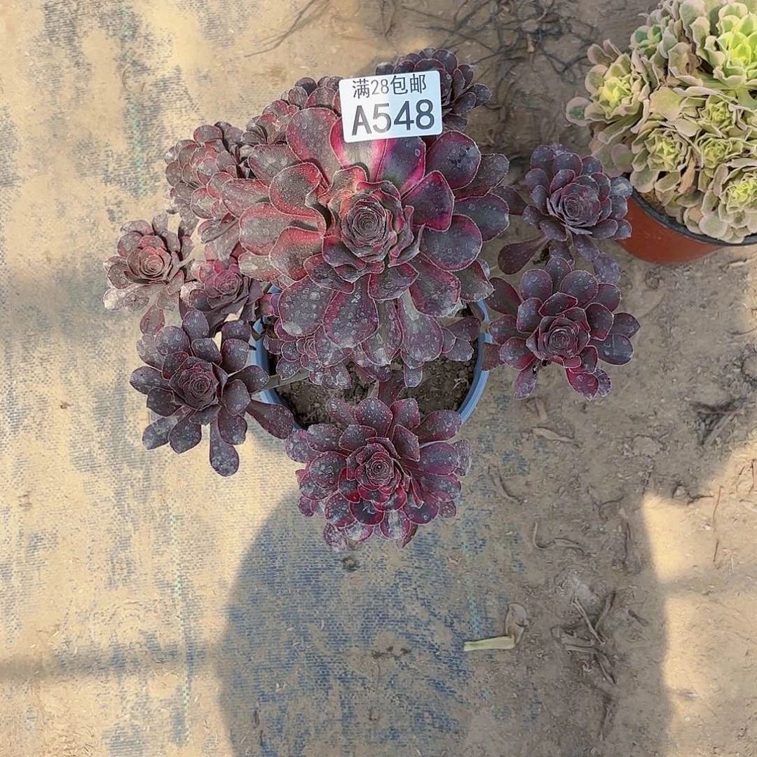 D.    548丽娜多肉