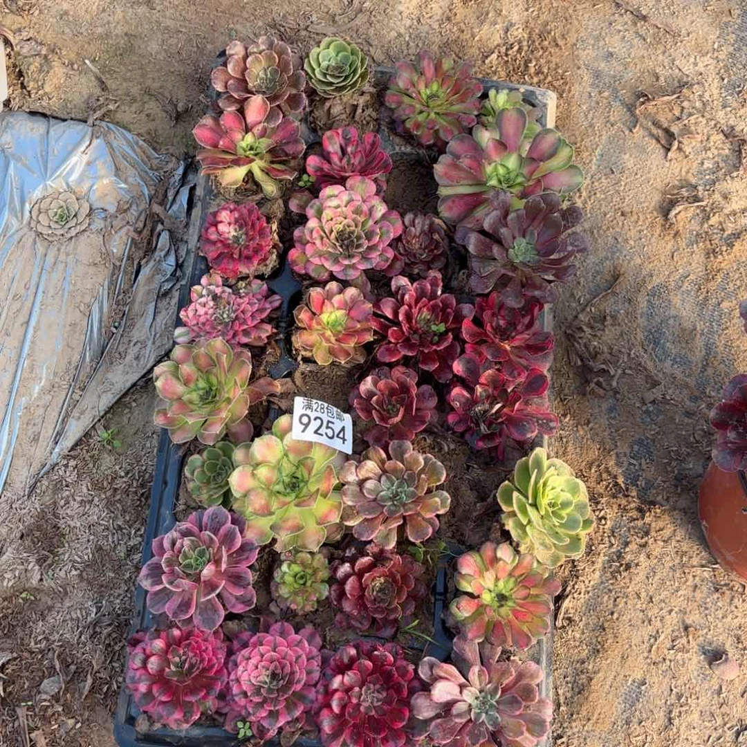 T.  9254小苗多肉