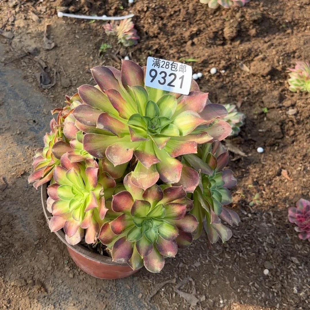 H.   9321邵华多肉