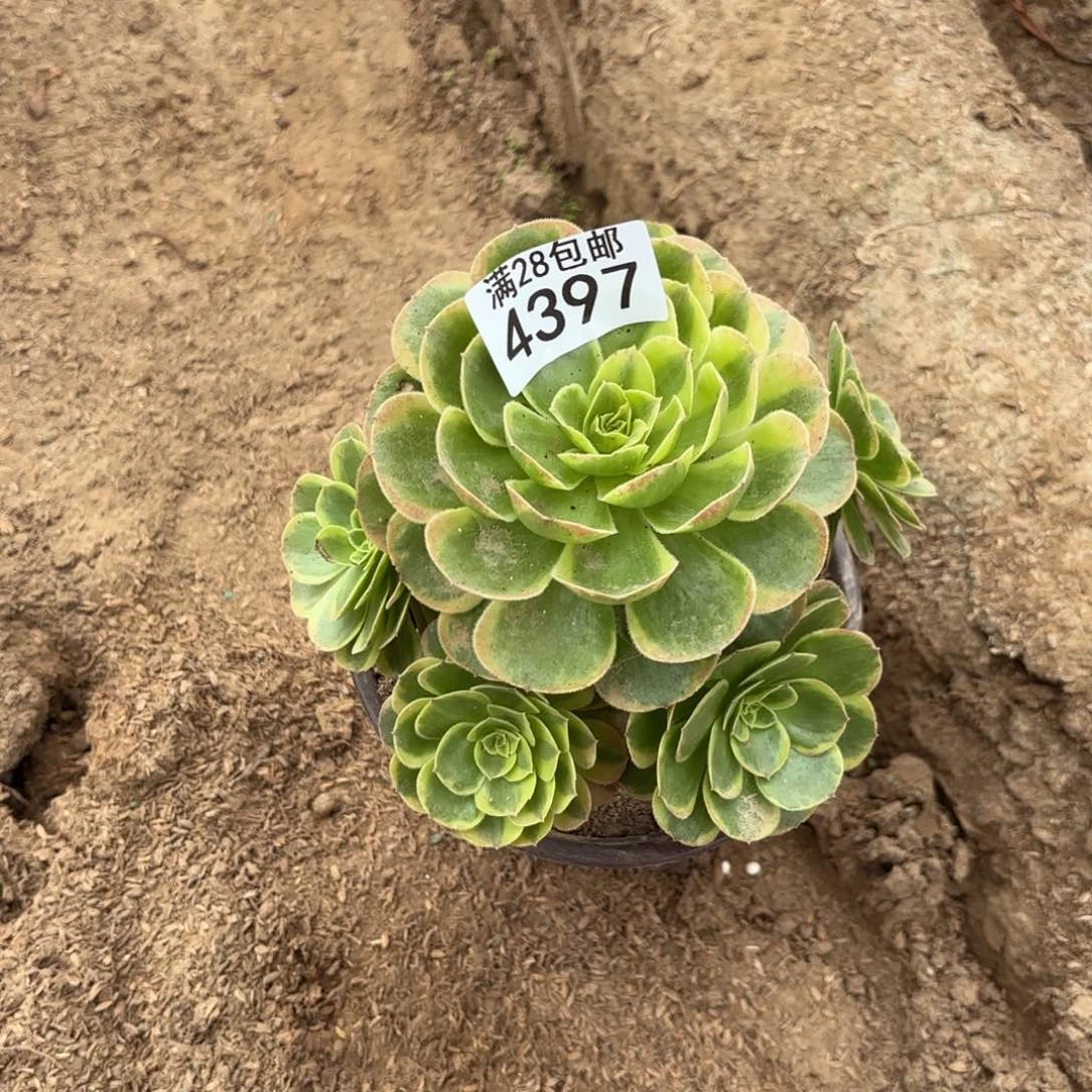 M. 4397奶白多肉