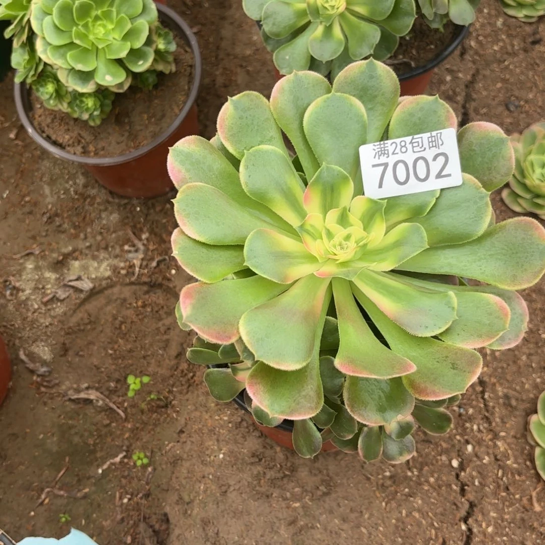 K.  7002香妃多肉