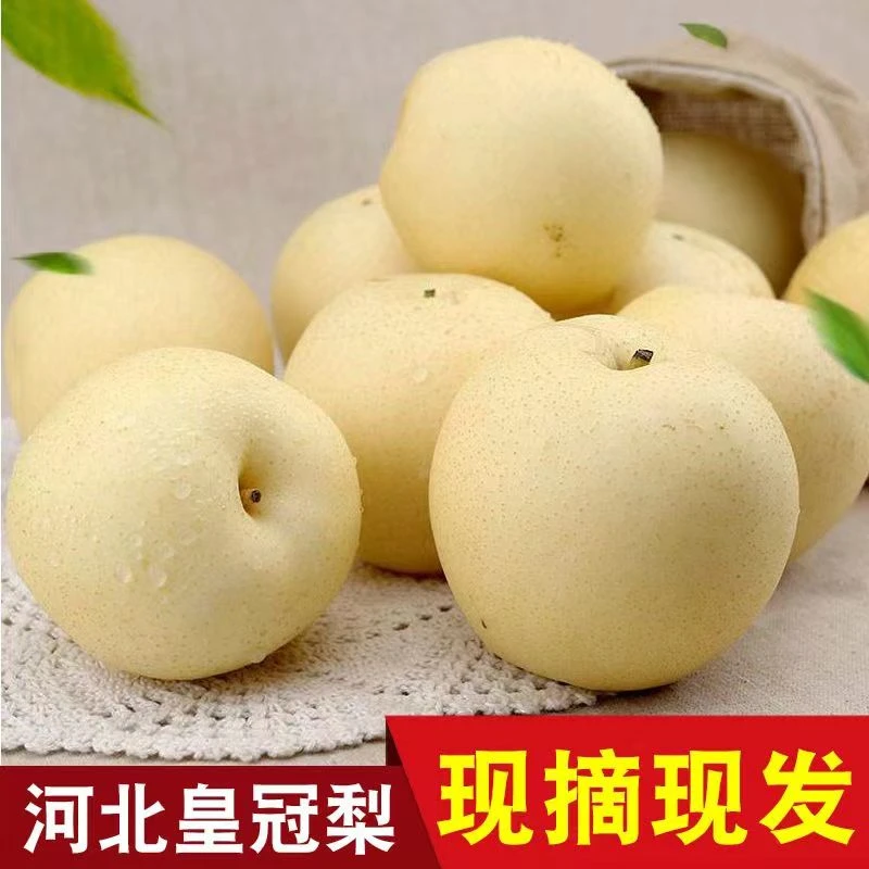 【坏果包赔】正宗河北皇冠新鲜梨带箱3/5斤大果脆甜多汁爽口水果
