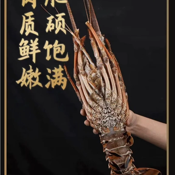 古巴龙 超低温活冻发货 9两-1斤/只 2只到手 包鲜包肥