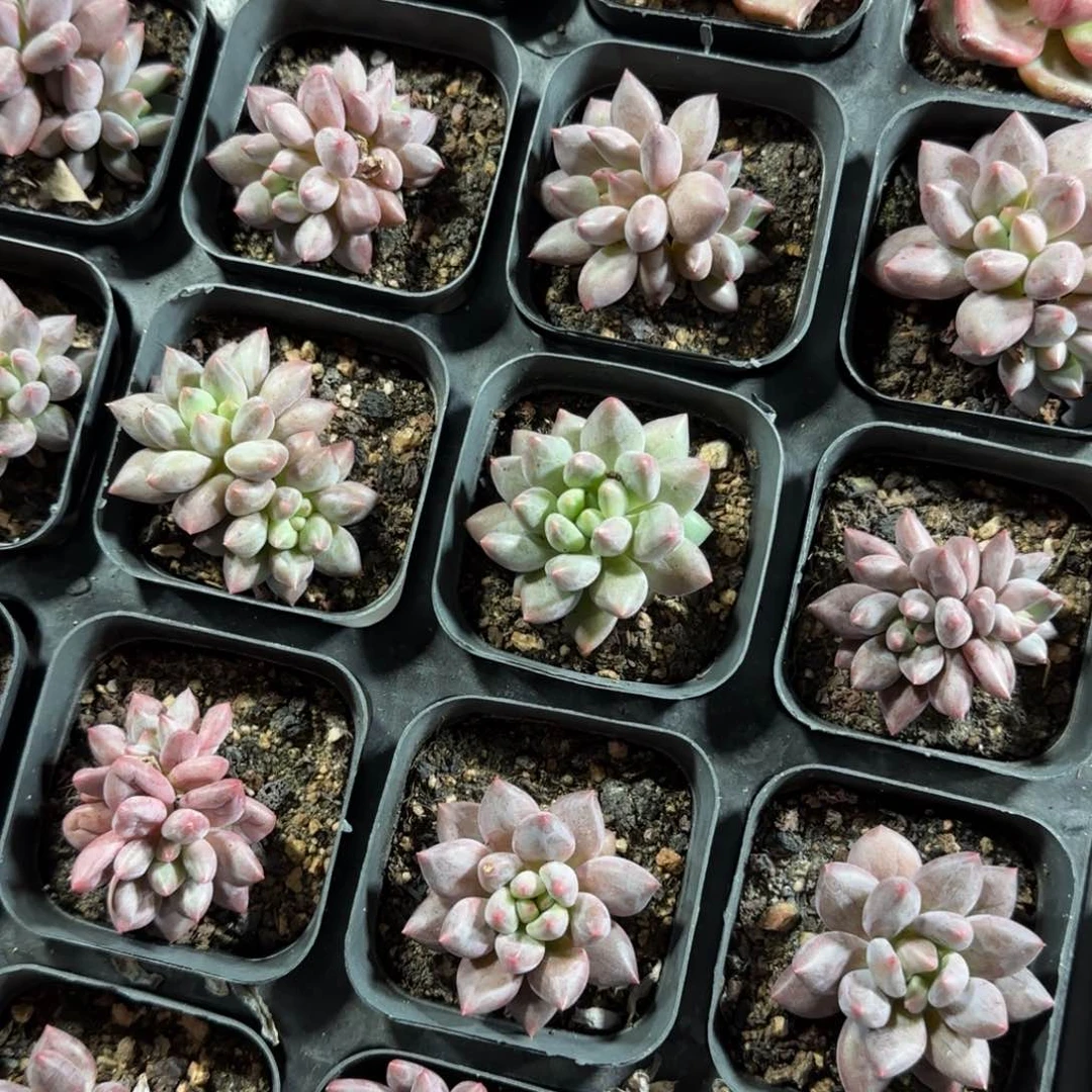 陈宸多肉 红蜻蜓单双