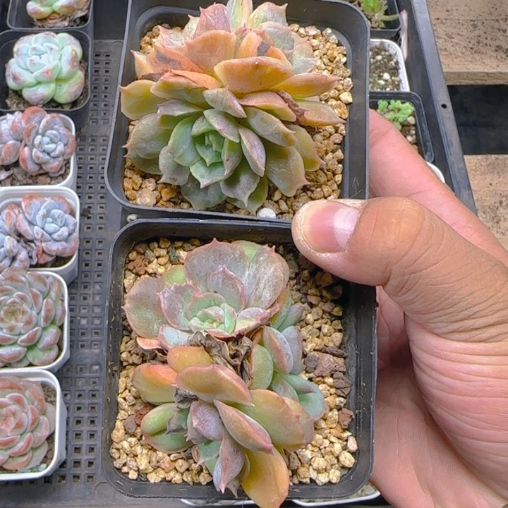 陈宸多肉昂斯诺石化