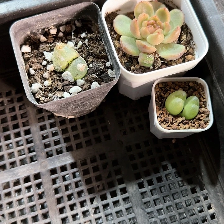 陈宸多肉 神木3个