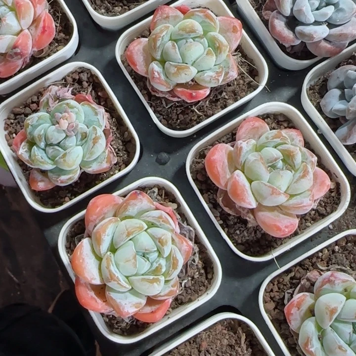 陈宸多肉冰玉漫优