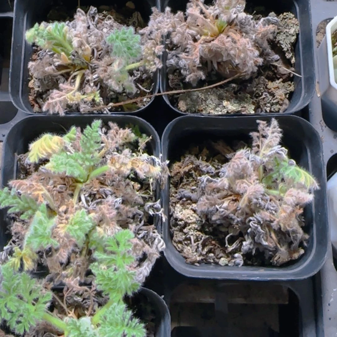 陈宸多肉羽叶洋葵