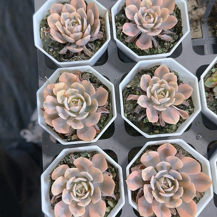 18包邮 鲁氏锦单头