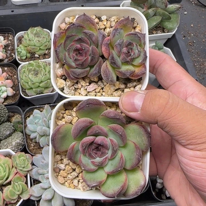 陈宸多肉黑橙子单双