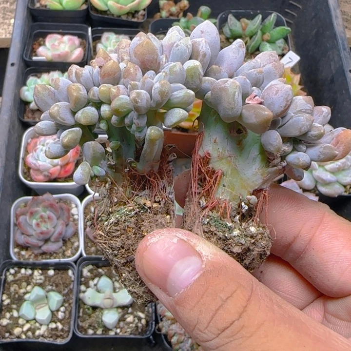 陈宸多肉 缀美人缀化