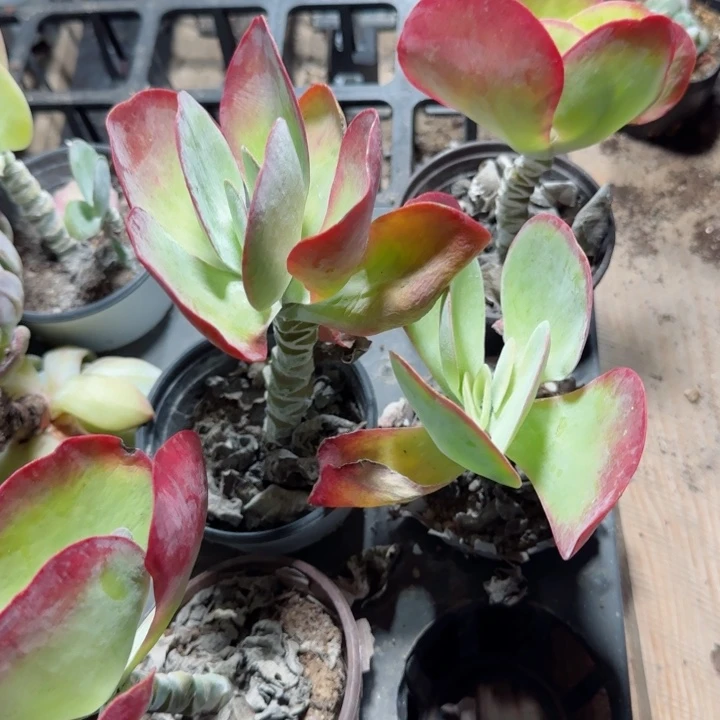 陈宸多肉老桩糖硬老桩