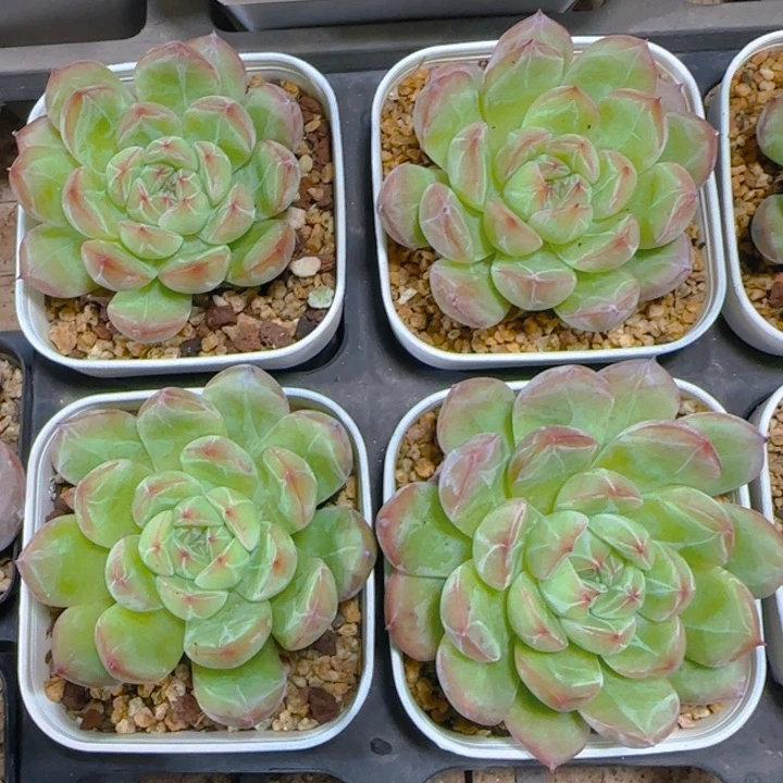 陈宸多肉雪花珍妮