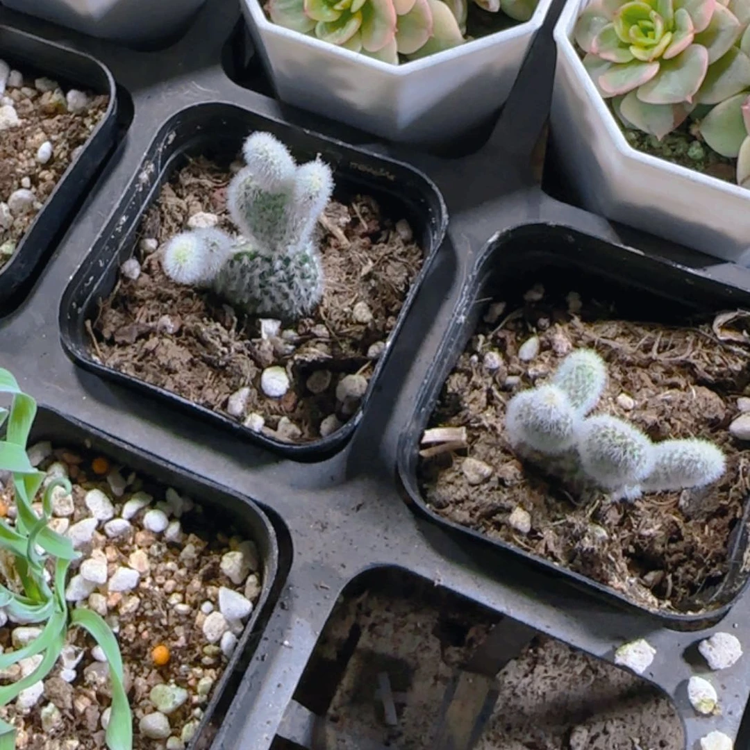 陈宸多肉仙人掌兔子