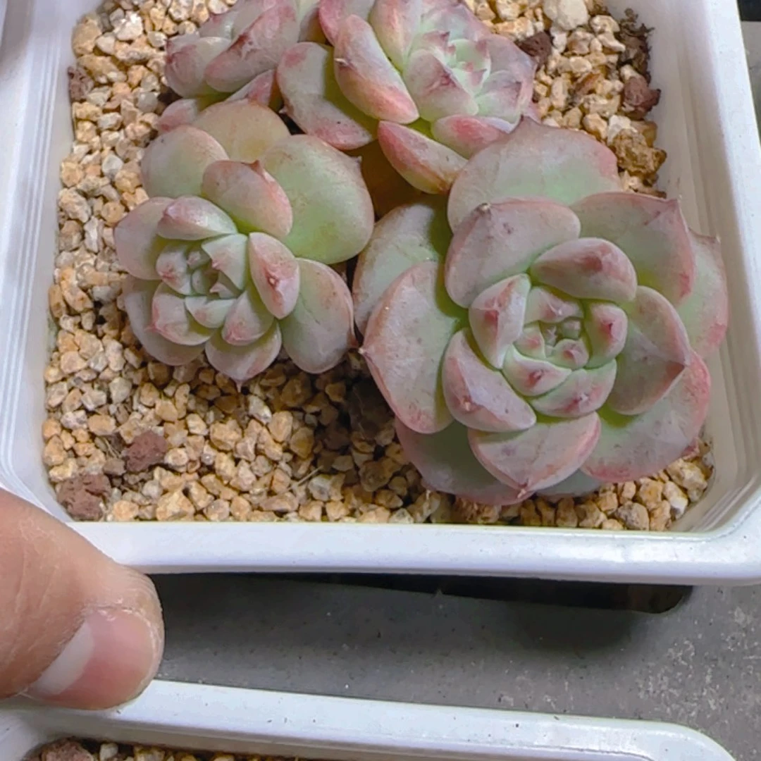 陈宸多肉天鹅蓉大群