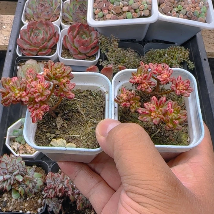 陈宸多肉小人祭锦