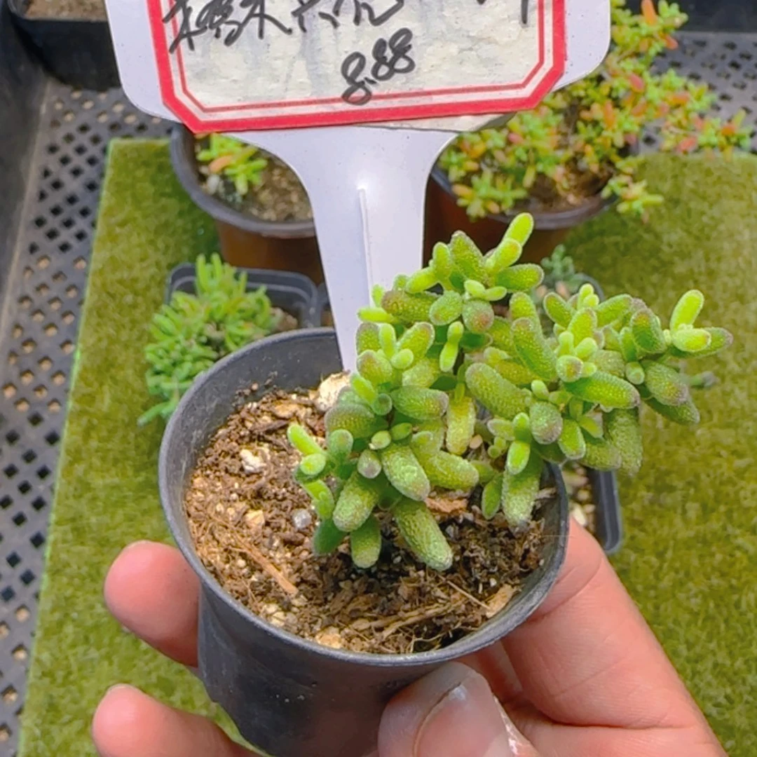 陈宸多肉黄虎斑锦