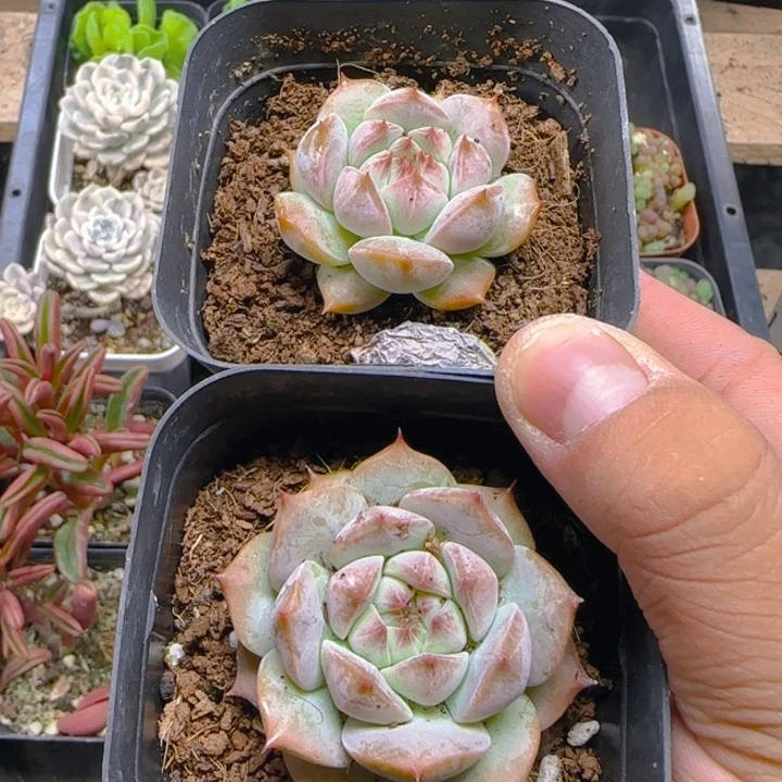 陈宸多肉 Tp单头一个