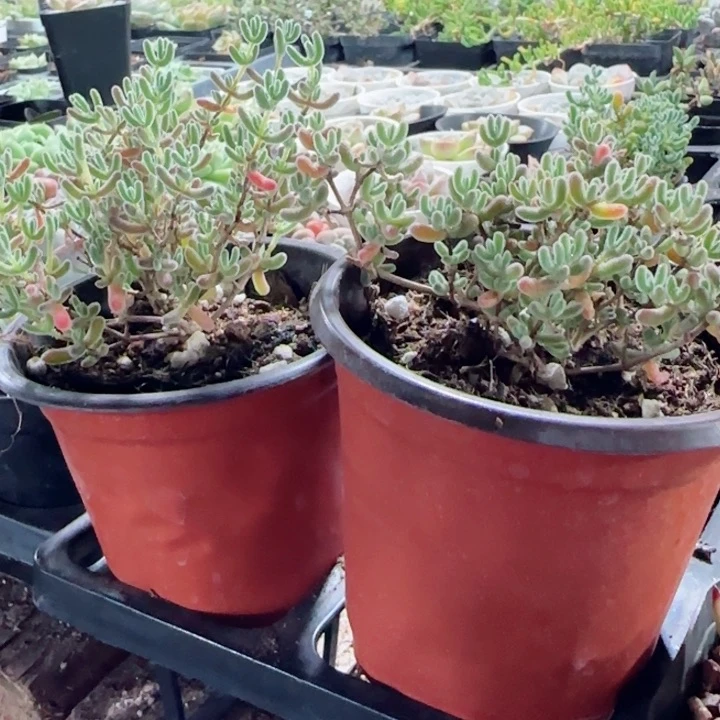 陈宸多肉冰晶杂交