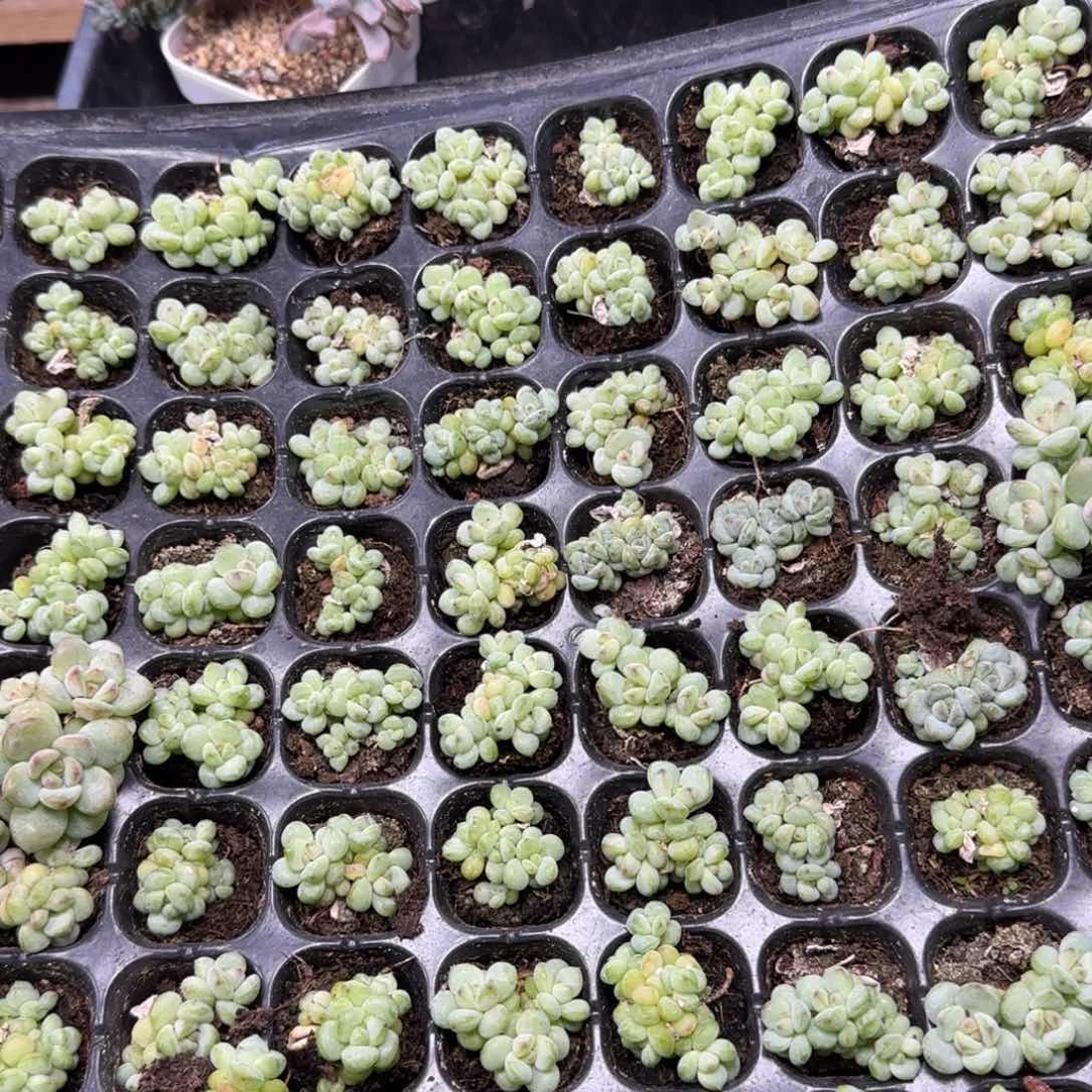 陈宸多肉阳光玫瑰