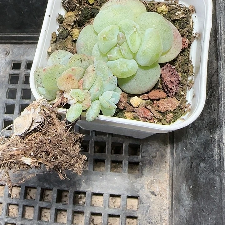 陈宸多肉 冰玉石化