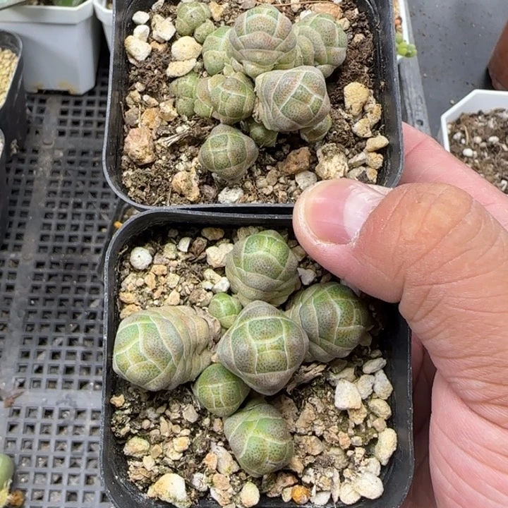 陈宸多肉b春蝉一个