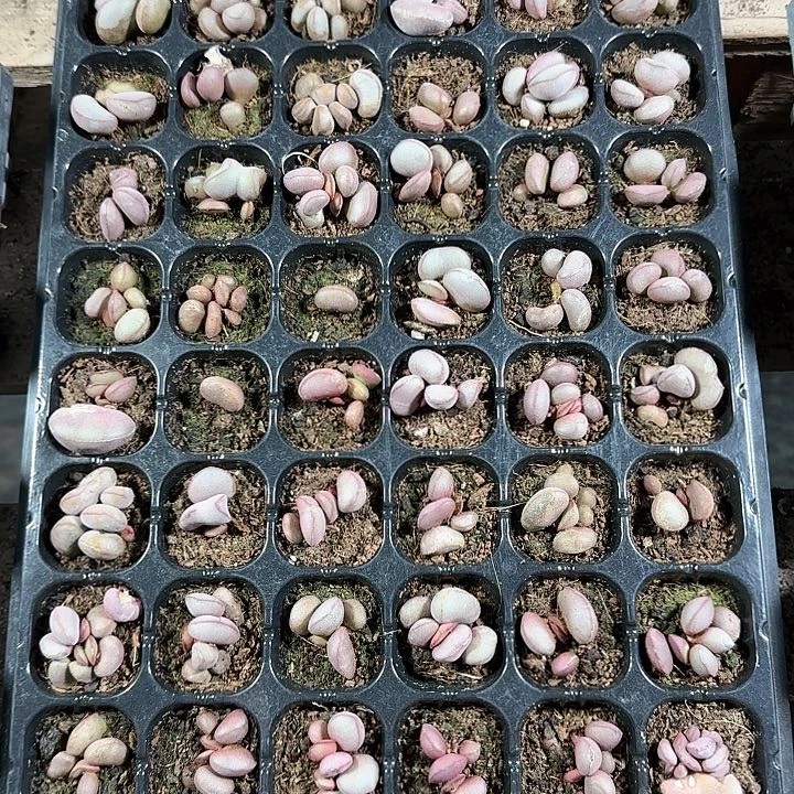 18包邮 红蛋穴盘