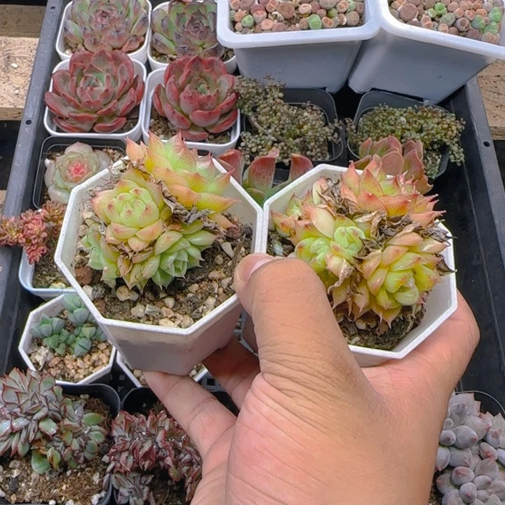 陈宸多肉 珍妮麦秆