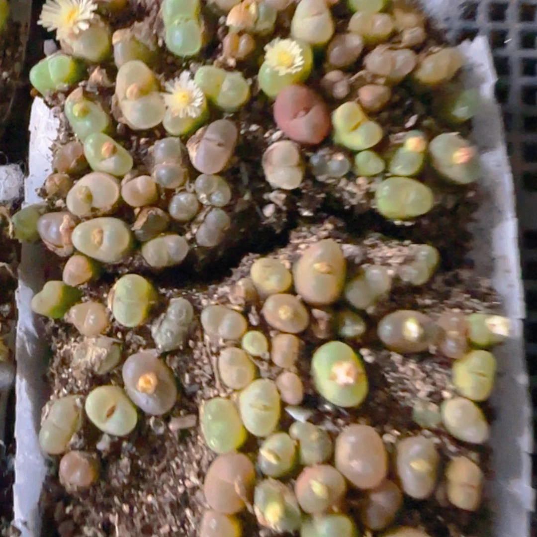 陈宸多肉半盒子毛汗尼