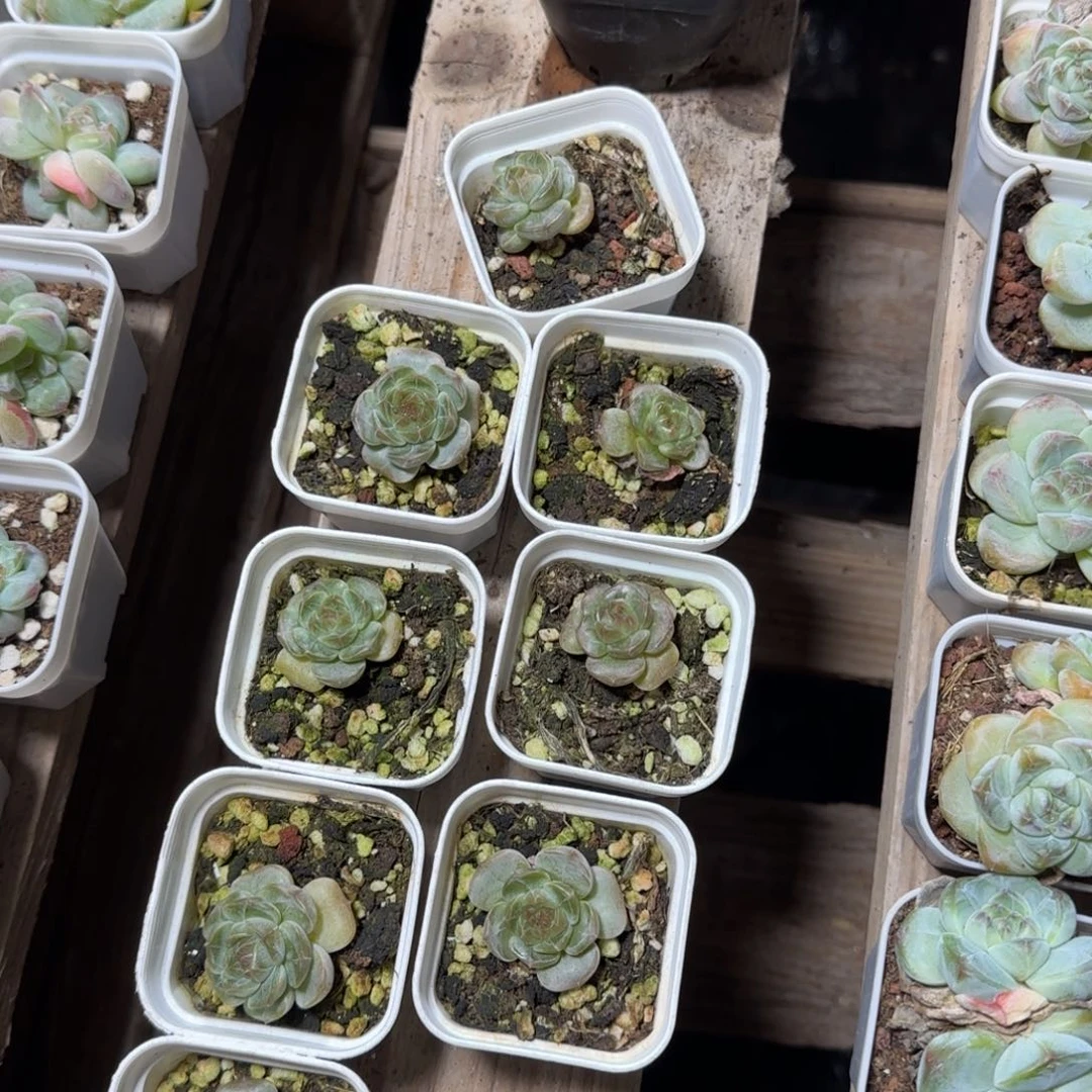 陈宸多肉巧克力糖心