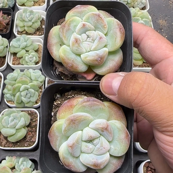 陈宸多肉冰玉单头