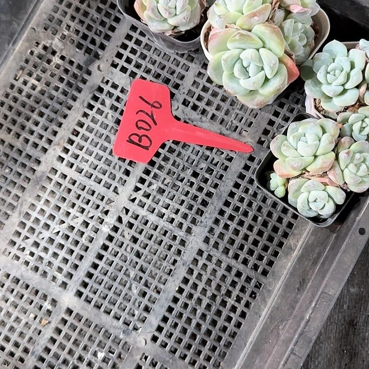 陈宸多肉B026一筐