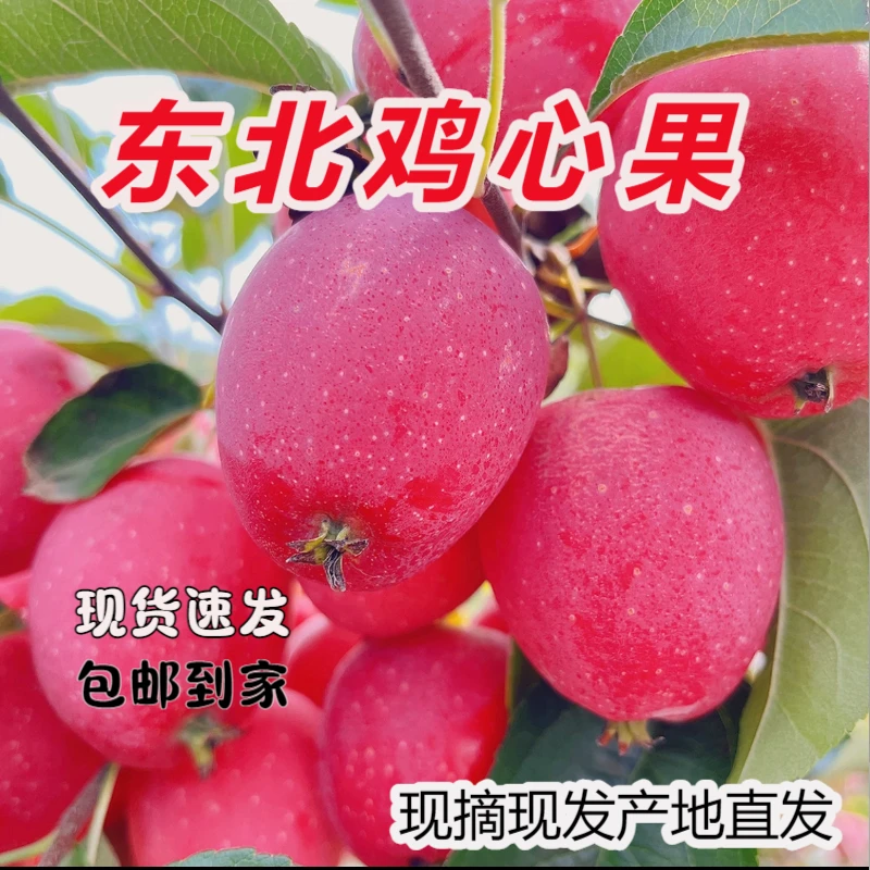 东北特产优选香妃海棠鸡心果 产地直发鸡心果小苹果产地直发
