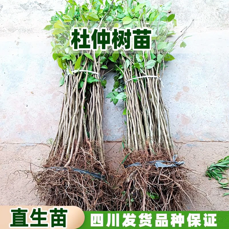 [杜仲苗]四川纯正中药材杜仲树苗粗皮杜仲苗丝棉树厚皮药材树苗木