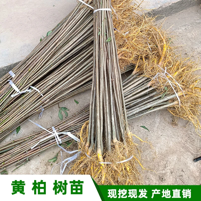 纯正粗皮黄柏苗木厚皮中药材黄菠萝树苗黄柏皮苗子现挖保湿包技术
