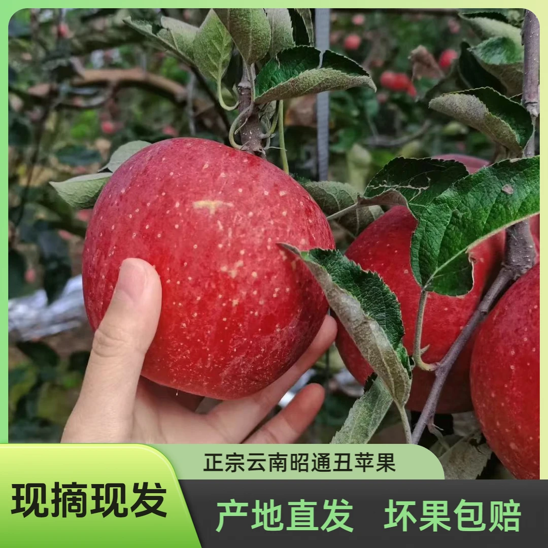 【新鲜采摘】正宗云南昭通当季丑苹果坏果包赔脆甜多汁现摘现发